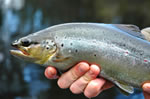 London Lakes stream fish